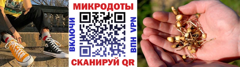 Галлюциногенные грибы Psilocybe  Родники 
